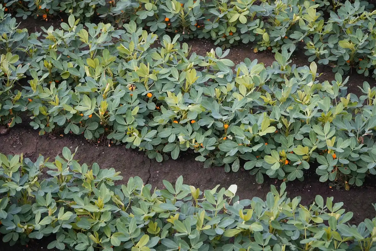 Cacahuètes en train de torréfier sur une plaque au four