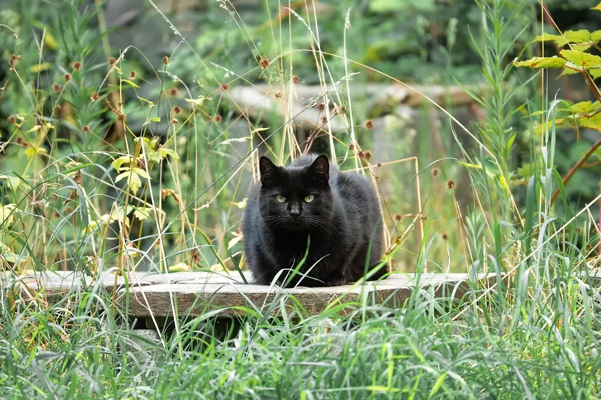 Coin de jardin en plein jour avec banc et plantes en pots