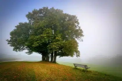Jeu de forets SDS, HSS et bois posés sur un établi éclairé par la journée