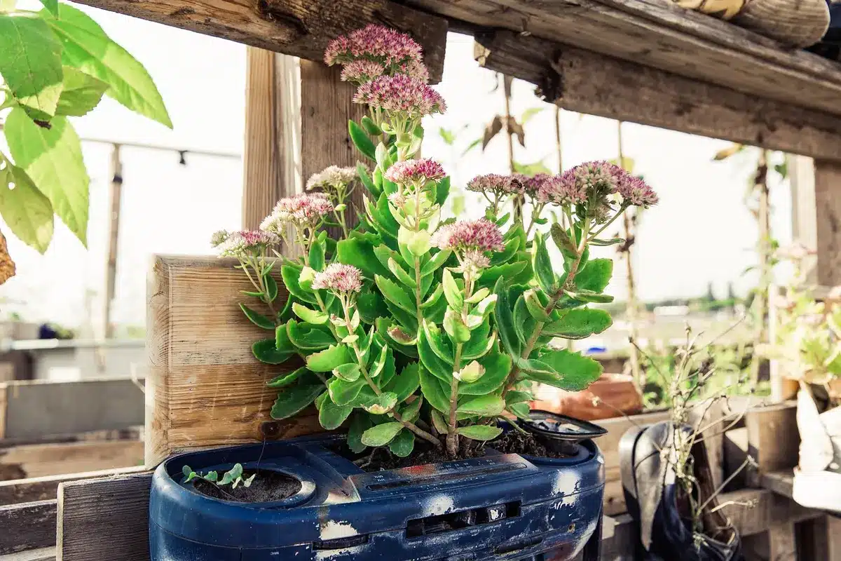 Toiture végétalisée en plein jour avec mains anonymes et outils de jardinage